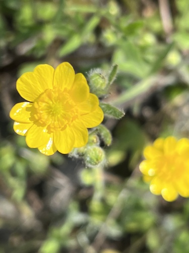 iNaturalist observation photo of California buttercup
