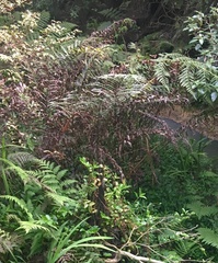 Blechnum novae-zelandiae