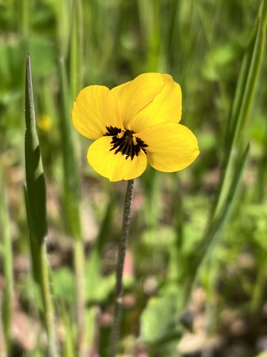 iNaturalist observation photo of California Golden Violet