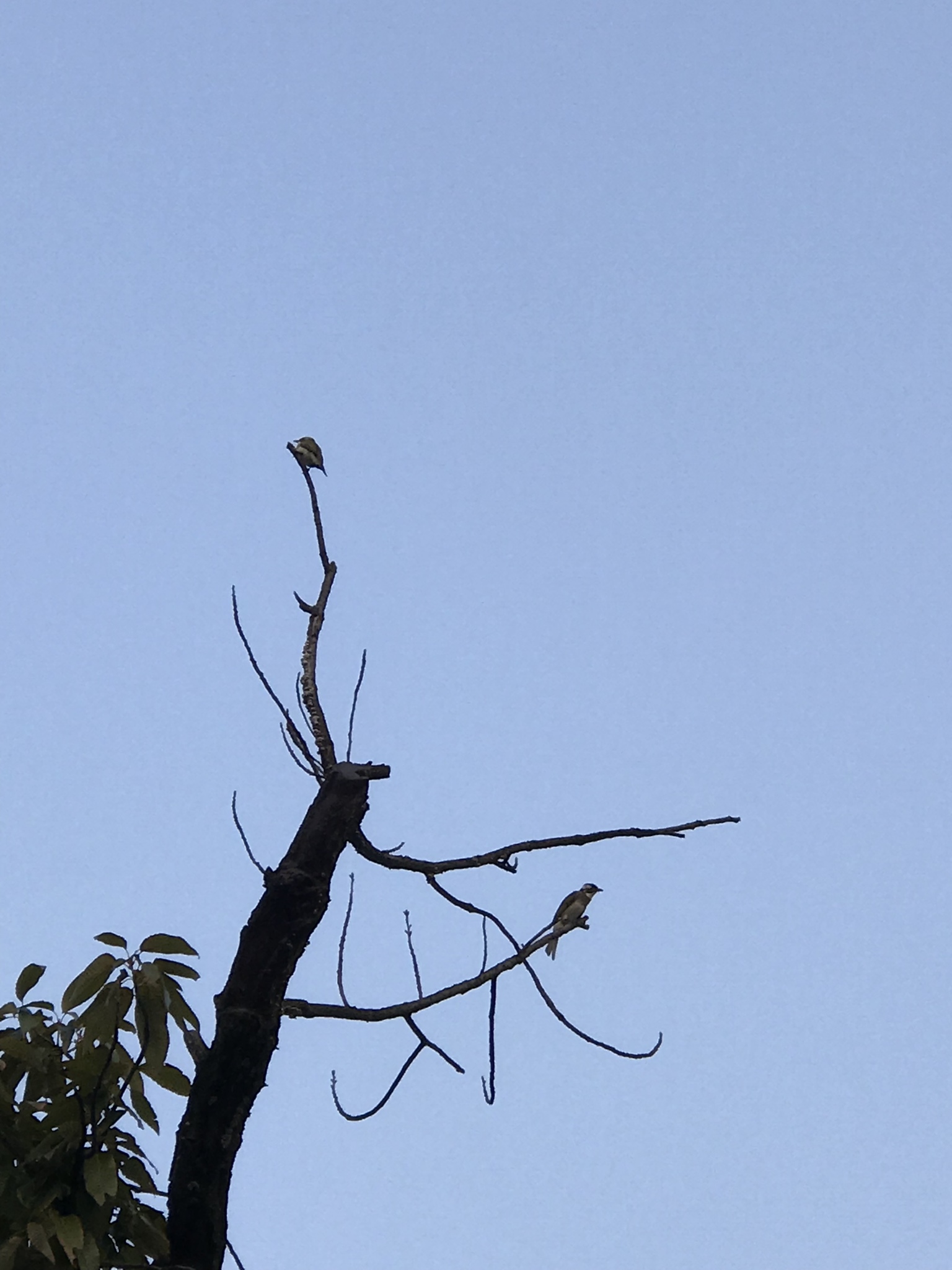 Light-vented Bulbul
