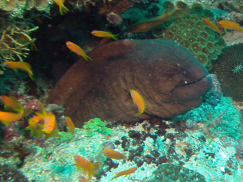 Masked Moray