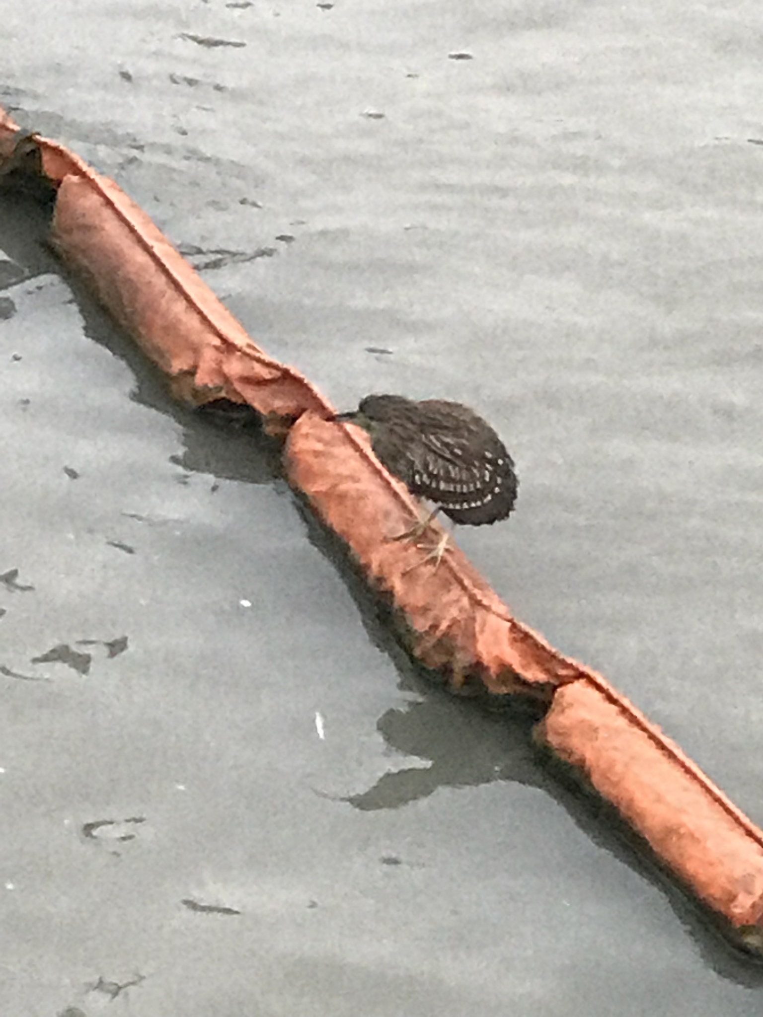Black-crowned Night Heron