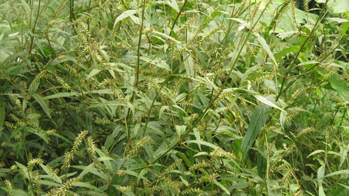 Achyranthes longifolia