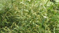 Achyranthes longifolia