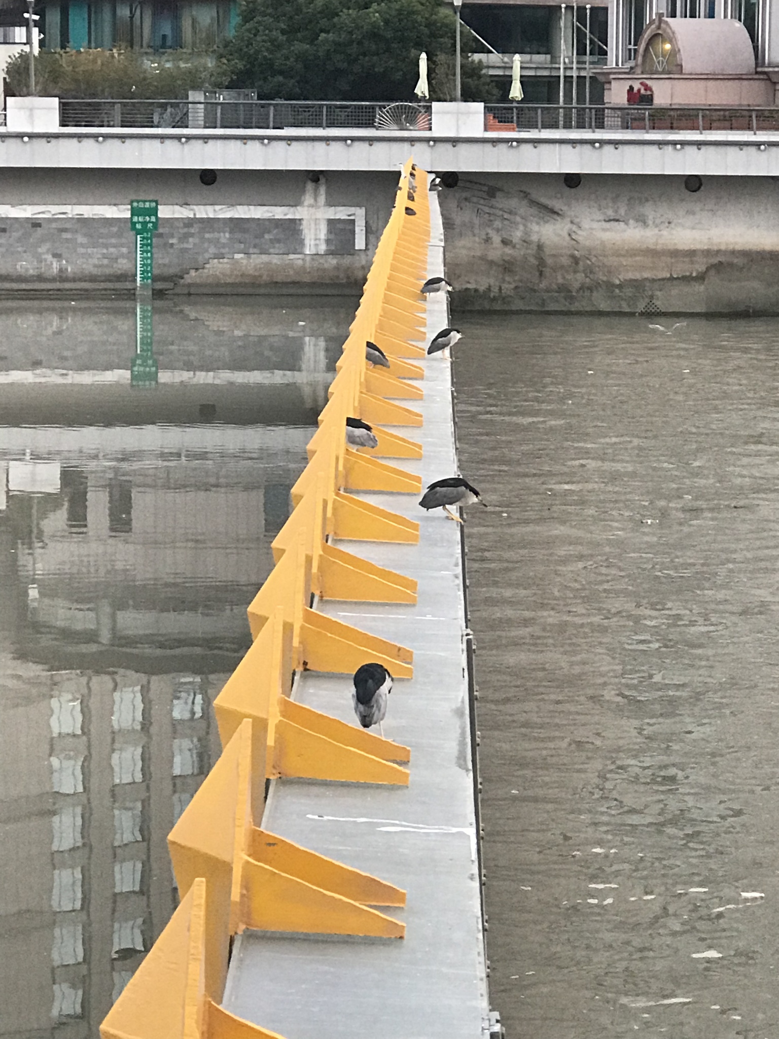 Black-crowned Night Heron