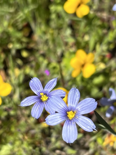 iNaturalist observation photo of western blue-eyed grass