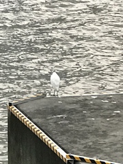 Egretta garzetta
