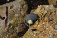 Nerita atramentosa