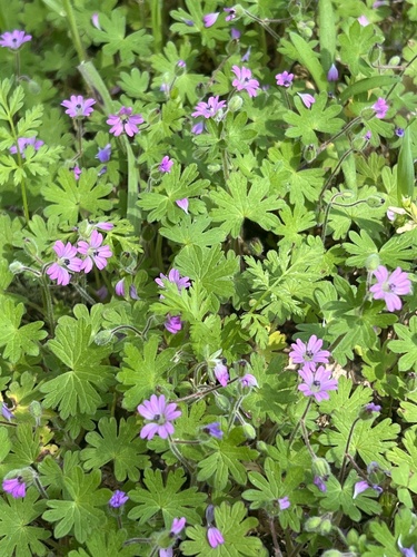 iNaturalist observation photo of Dove's-foot crane's-bill