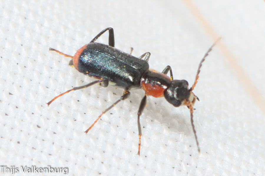 Attalus varitarsis