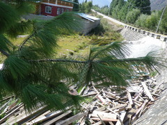 Pinus wallichiana
