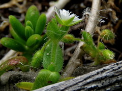 Cerastium capense
