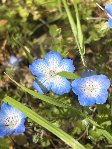 iNaturalist observation photo of Menzies' baby blue eyes