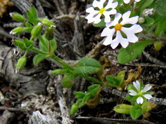Cerastium capense