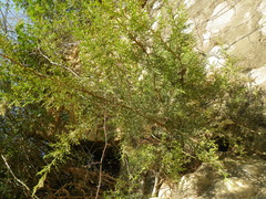 Juniperus recurva