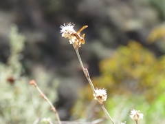 Polistes dorsalis californicus