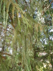 Cupressus torulosa