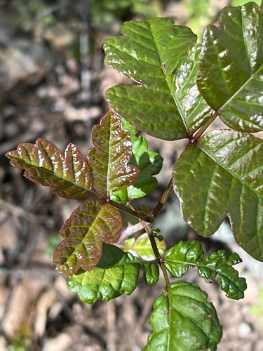 iNaturalist observation photo of Pacific poison oak