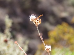 Polistes dorsalis californicus