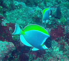 Acanthurus leucosternon