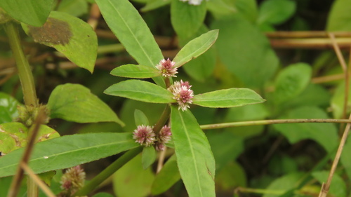 Alternanthera sessilis