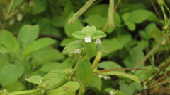 Spermacoce latifolia