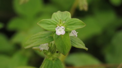 Spermacoce latifolia