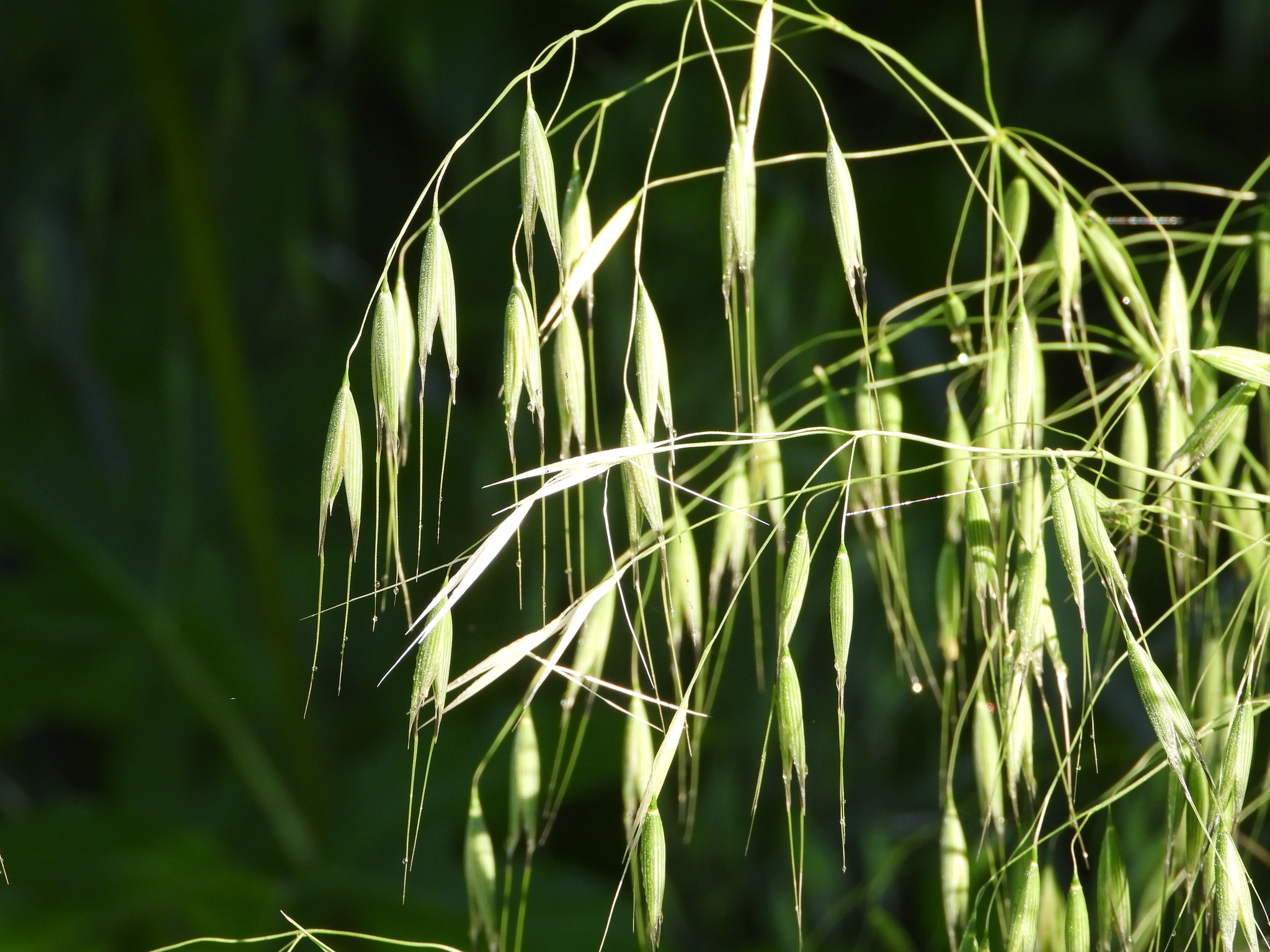 Avena fatua