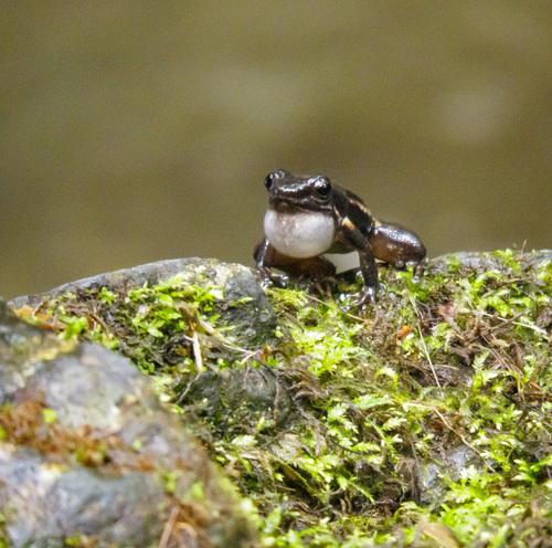 Poison Dart Frog (Dendrobatidae)
