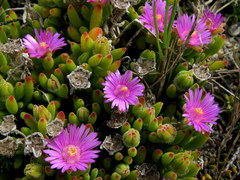 Drosanthemum stokoei