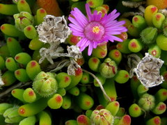 Drosanthemum stokoei