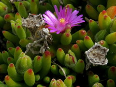 Drosanthemum stokoei
