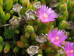 Drosanthemum stokoei