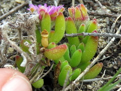 Drosanthemum stokoei