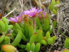 Drosanthemum stokoei