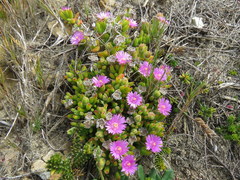 Drosanthemum stokoei