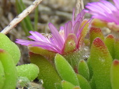 Drosanthemum stokoei