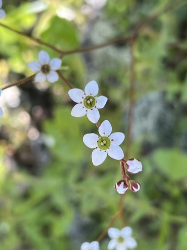 iNaturalist observation photo of California Saxifrage