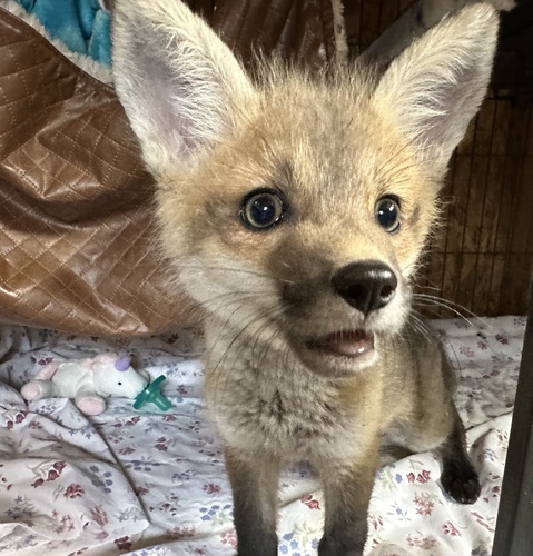 Red Fox photographed in Tennessee