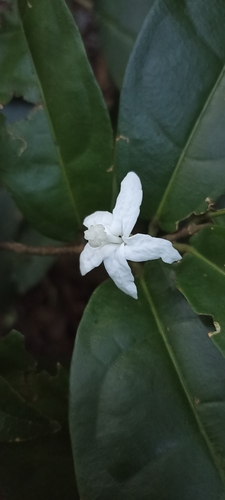 Quararibea angustifolia