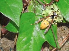 Vespa bicolor
