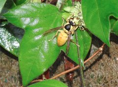 Vespa bicolor