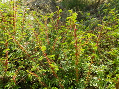Rosa sericea