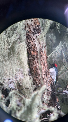 iNaturalist observation photo of Acorn Woodpecker