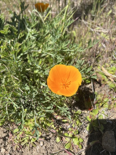 iNaturalist observation photo of California poppy