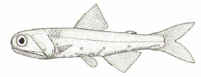 Hector's Lanternfish