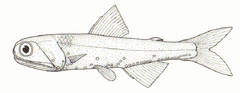 Hector's Lanternfish photo 2