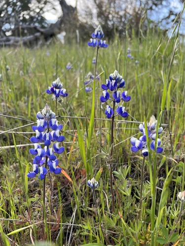 iNaturalist observation photo of Sky Lupine