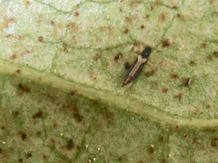 Heliothrips haemorrhoidalis