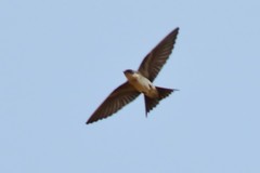 Hirundo dimidiata